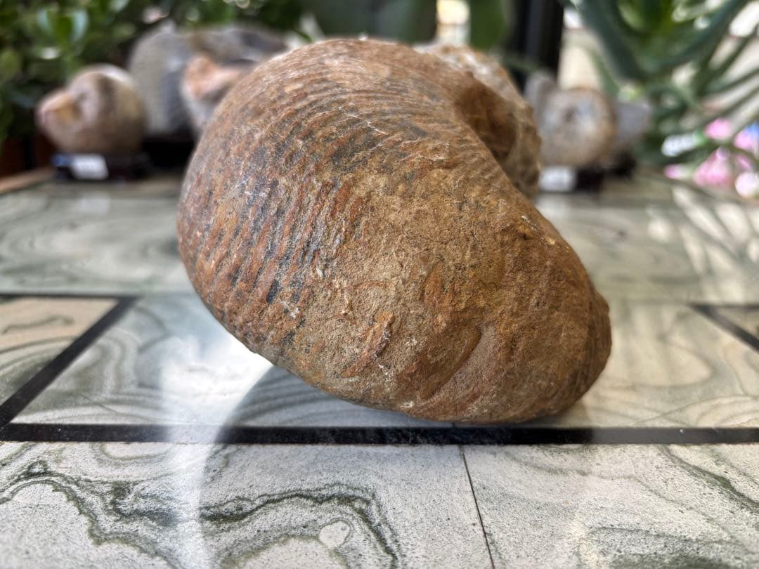 アンモナイト　化石　鉱石　希少　インテリア　　2