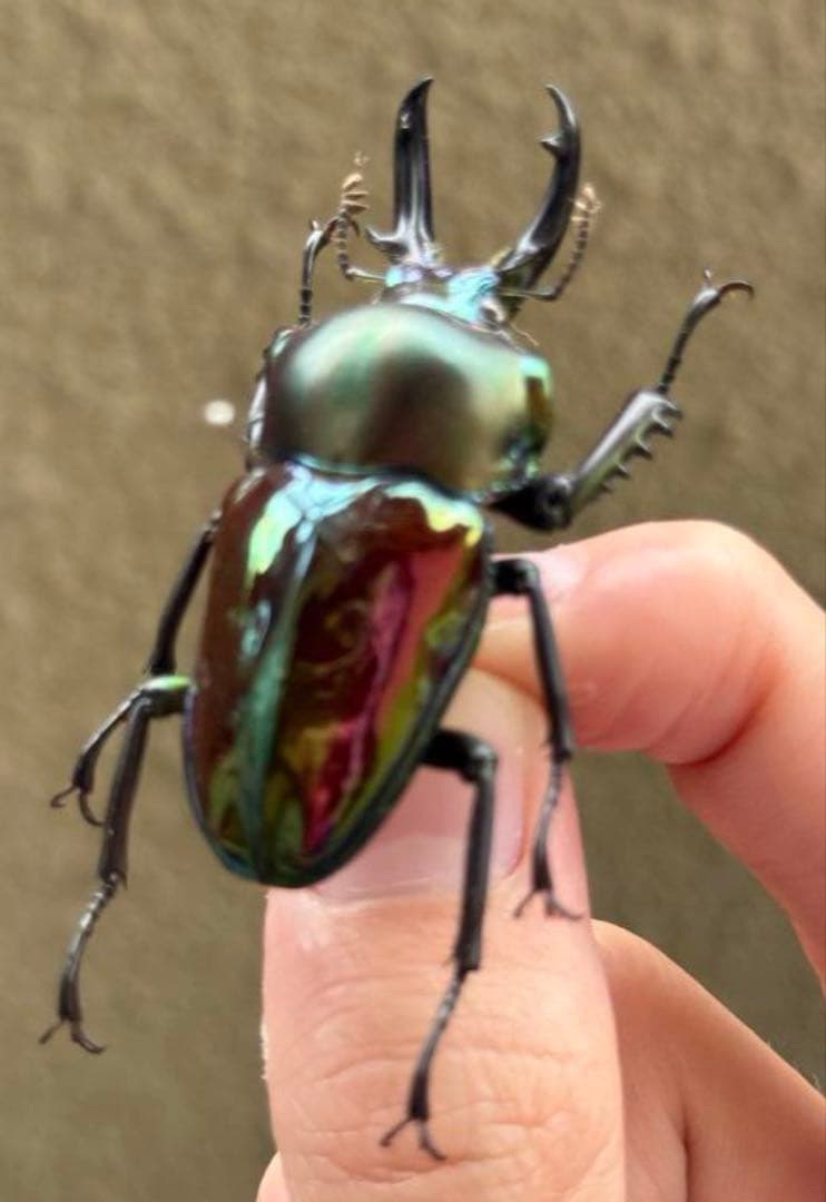 【野外品】ニジイロクワガタWD オーストラリア・クイーズランド州キュランダ村採集