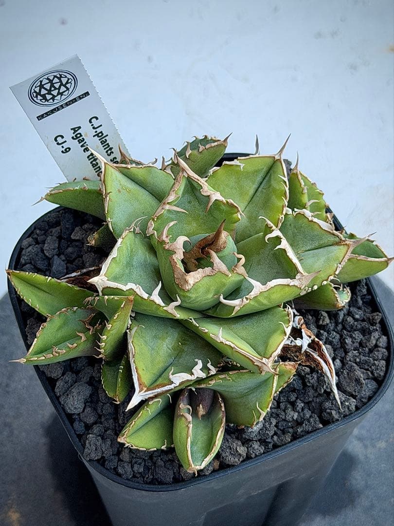 アガベチタノタ　CJ9 清櫻　鶴仙園購入　子株つき