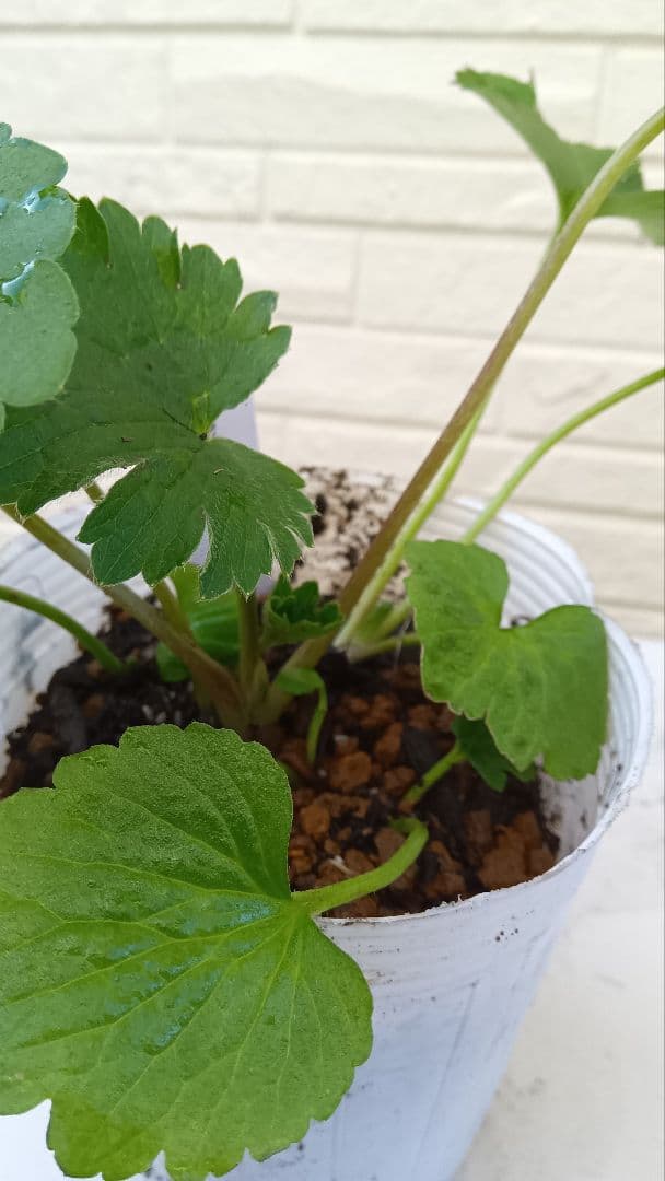 専用　ラナンキュラスラックス　芽出し苗セット