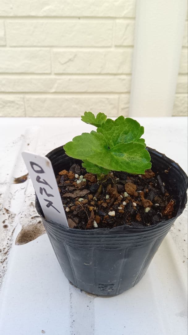 専用　ラナンキュラスラックス　芽出し苗セット