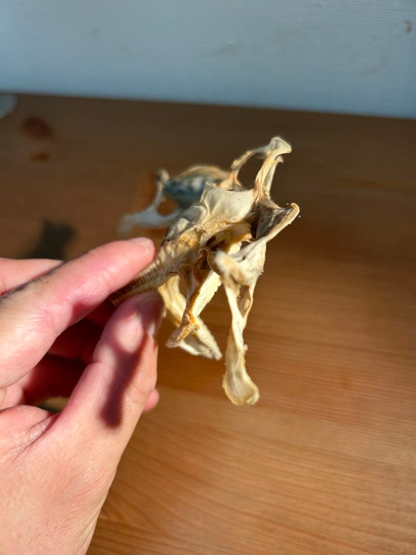 シュモクザメ頭骨