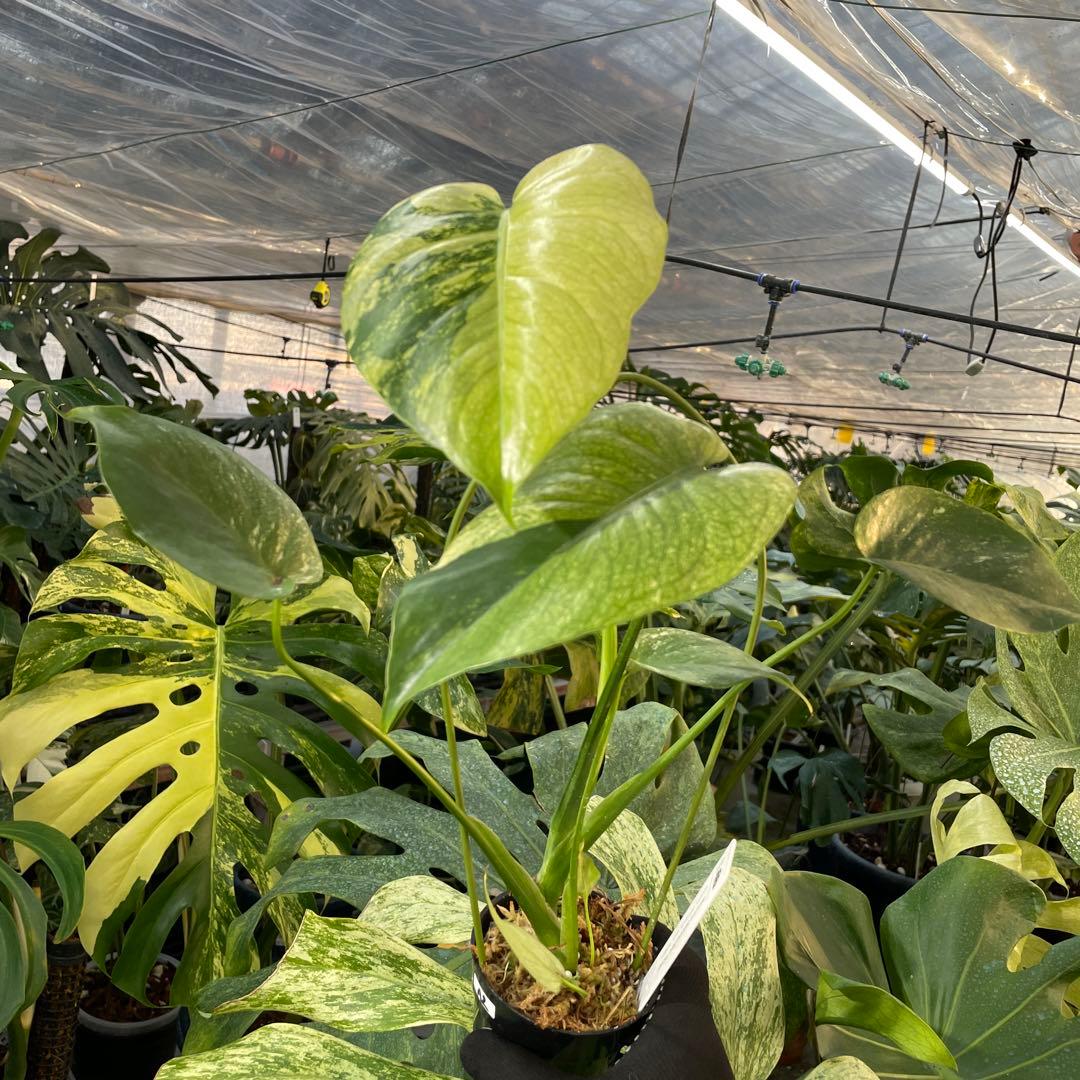 A2 モンステラ　デリシオーサ　ミントトリカラー