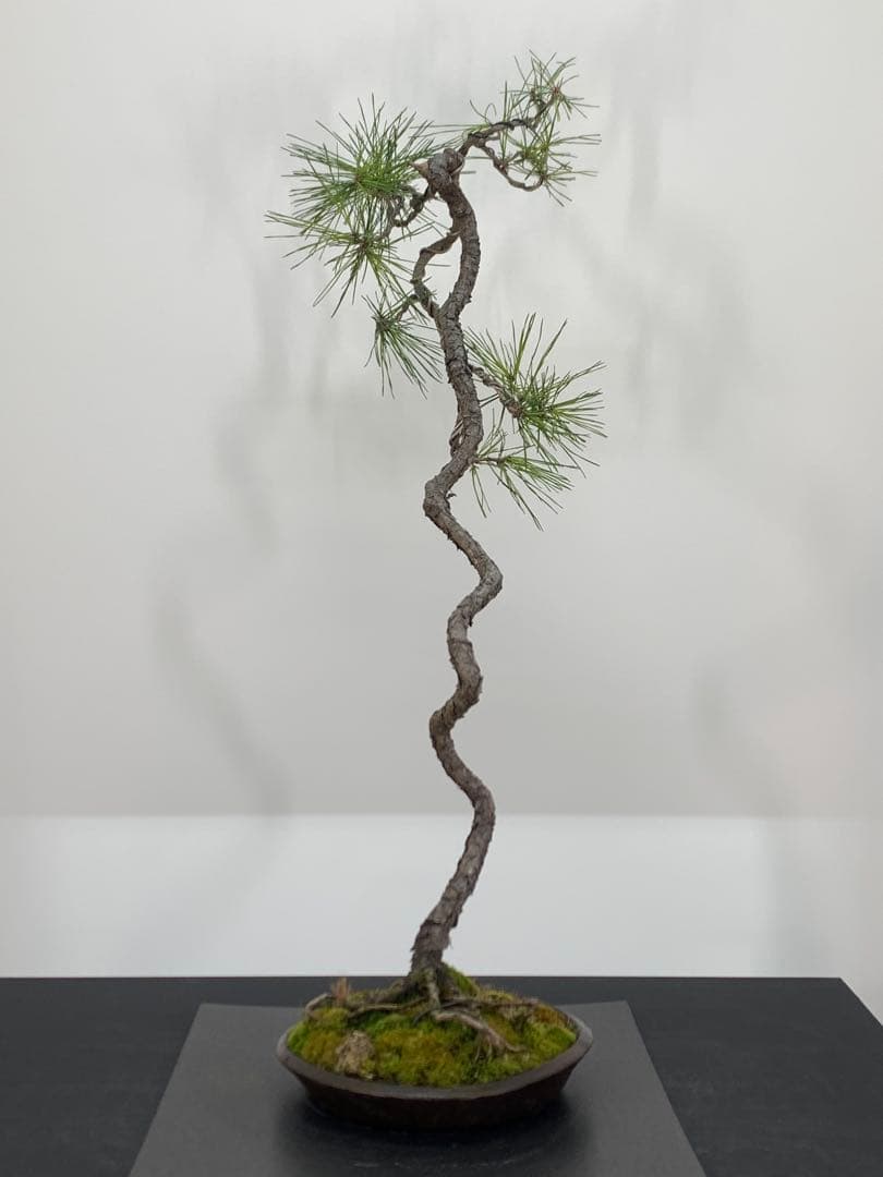 南蛮鉢との相性抜群の山採り文人赤松　細幹　樹高約67cm（検索/真柏　盆栽）