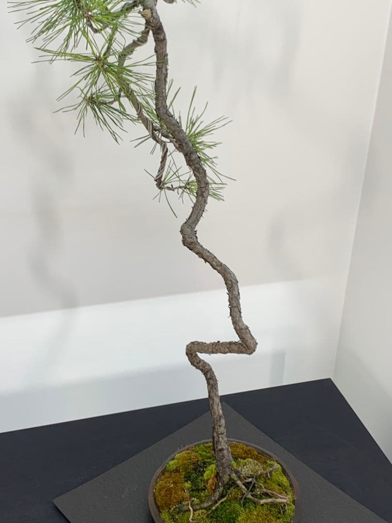 南蛮鉢との相性抜群の山採り文人赤松　細幹　樹高約67cm（検索/真柏　盆栽）