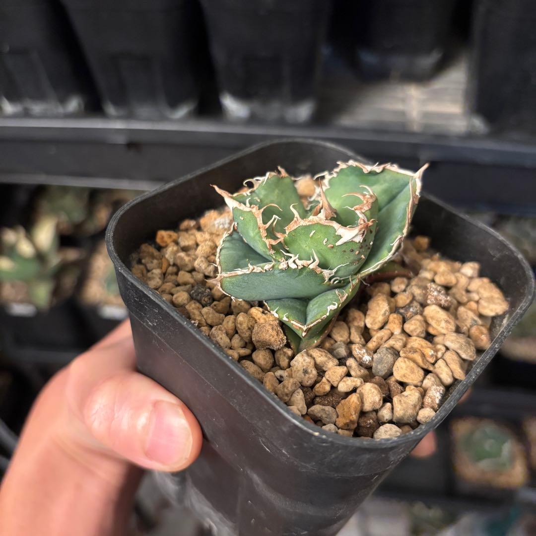 なすですページ