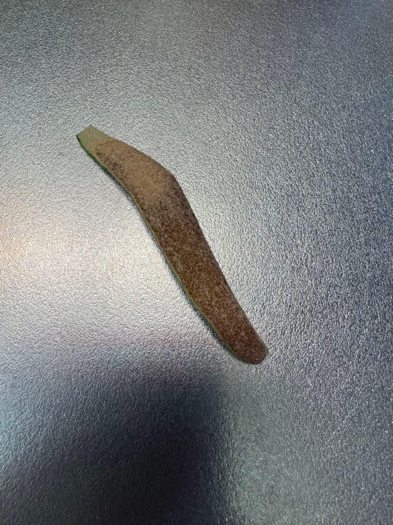 willinckii 伊弉諾　胞子　ビカクシダ