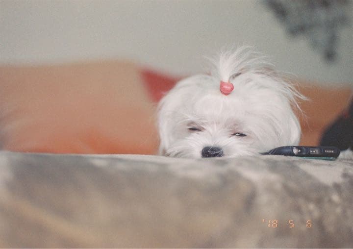 【作例あり】PENTAX mz-3！PENTA FA 35mm f2