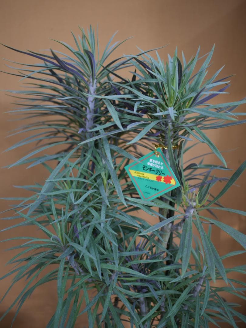 n*a様 セネシオ　クレイニア　モンキーツリー　観葉植物　7号　約100センチ