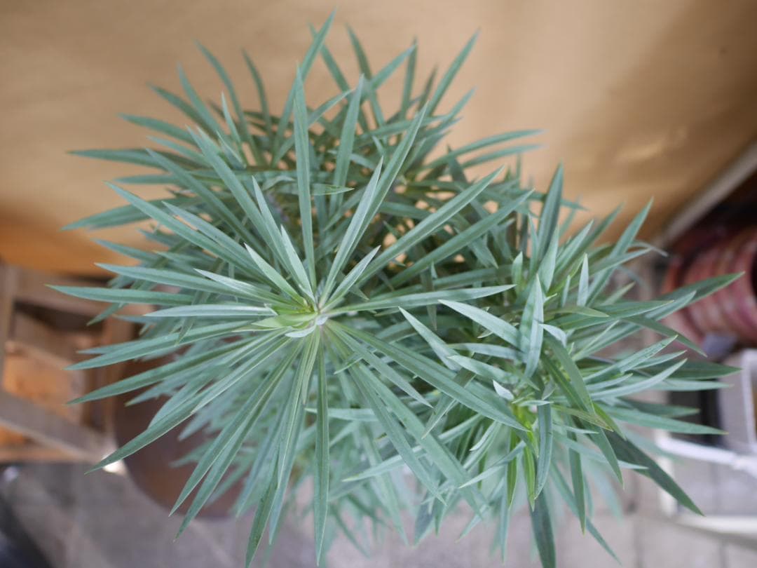 n*a様 セネシオ　クレイニア　モンキーツリー　観葉植物　7号　約100センチ