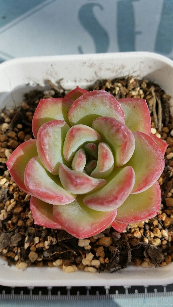 Amabile 小(韓国苗)