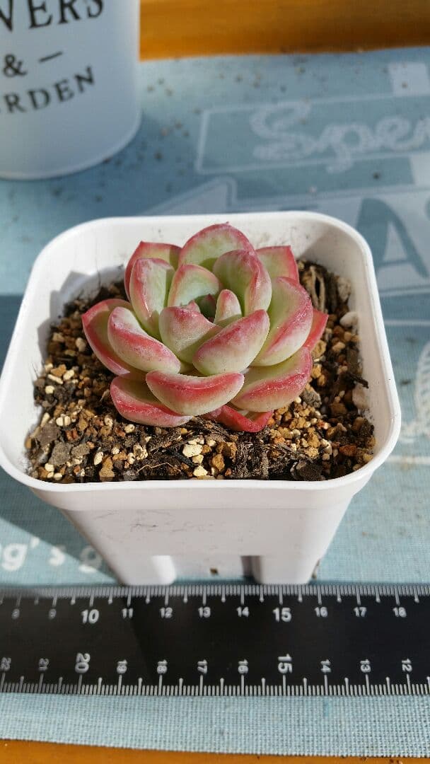 Amabile 小(韓国苗)