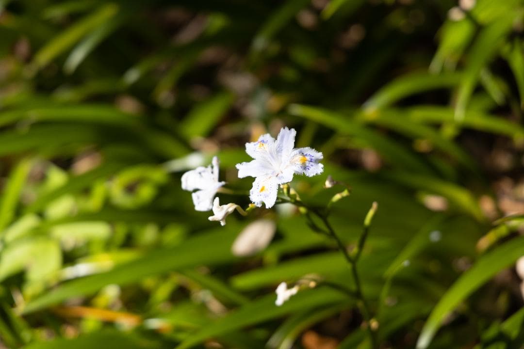 CANON EOS R + RF24-105mm F4 L IS USMセット