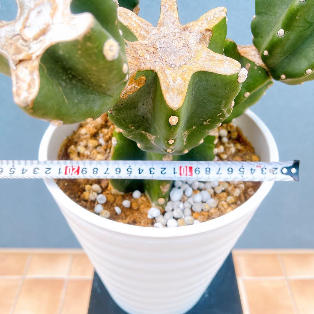 現品　サボテン　柱サボテン　ブランチ　鬼面角　4　特大　ドライガーデン　観葉植物