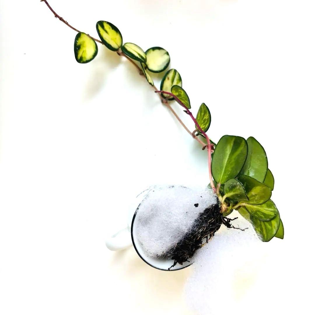 ホヤ マチルダ 斑入り 根付