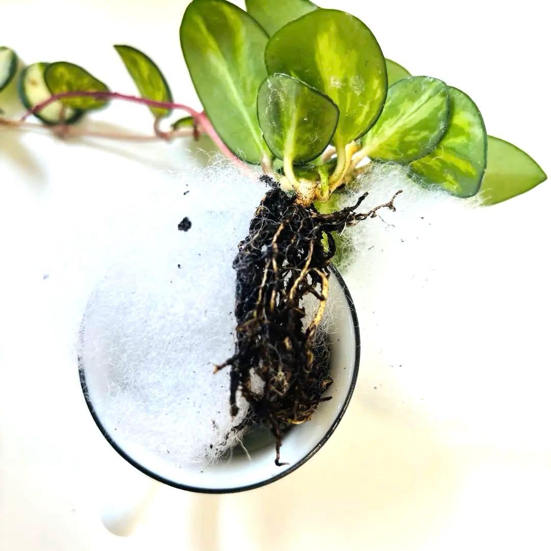 ホヤ マチルダ 斑入り 根付