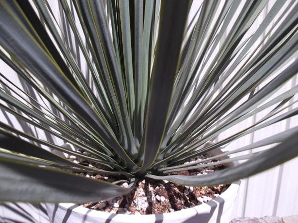 現物「ユッカ・ロストラータ」９号　Yucca rostrata