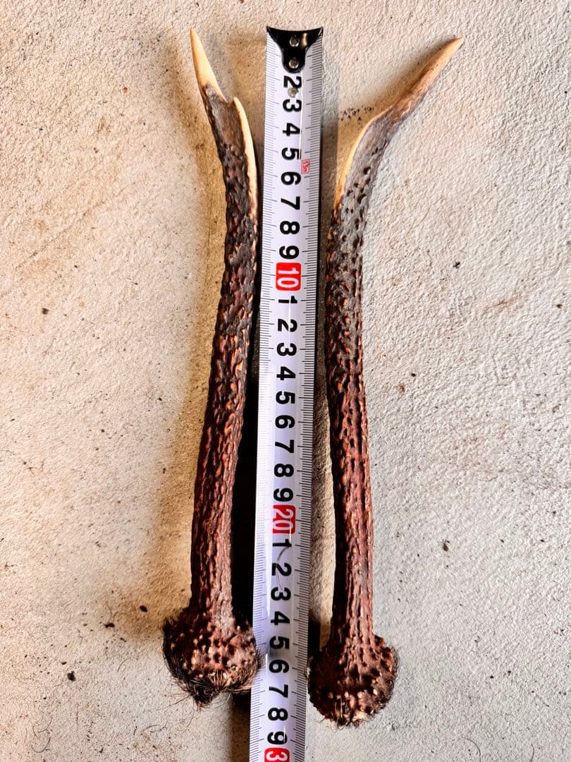 日本鹿の角 11対(22本セット) No.4