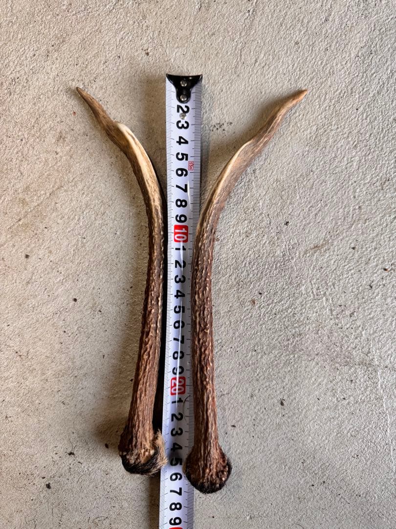 日本鹿の角 11対(22本セット) No.4