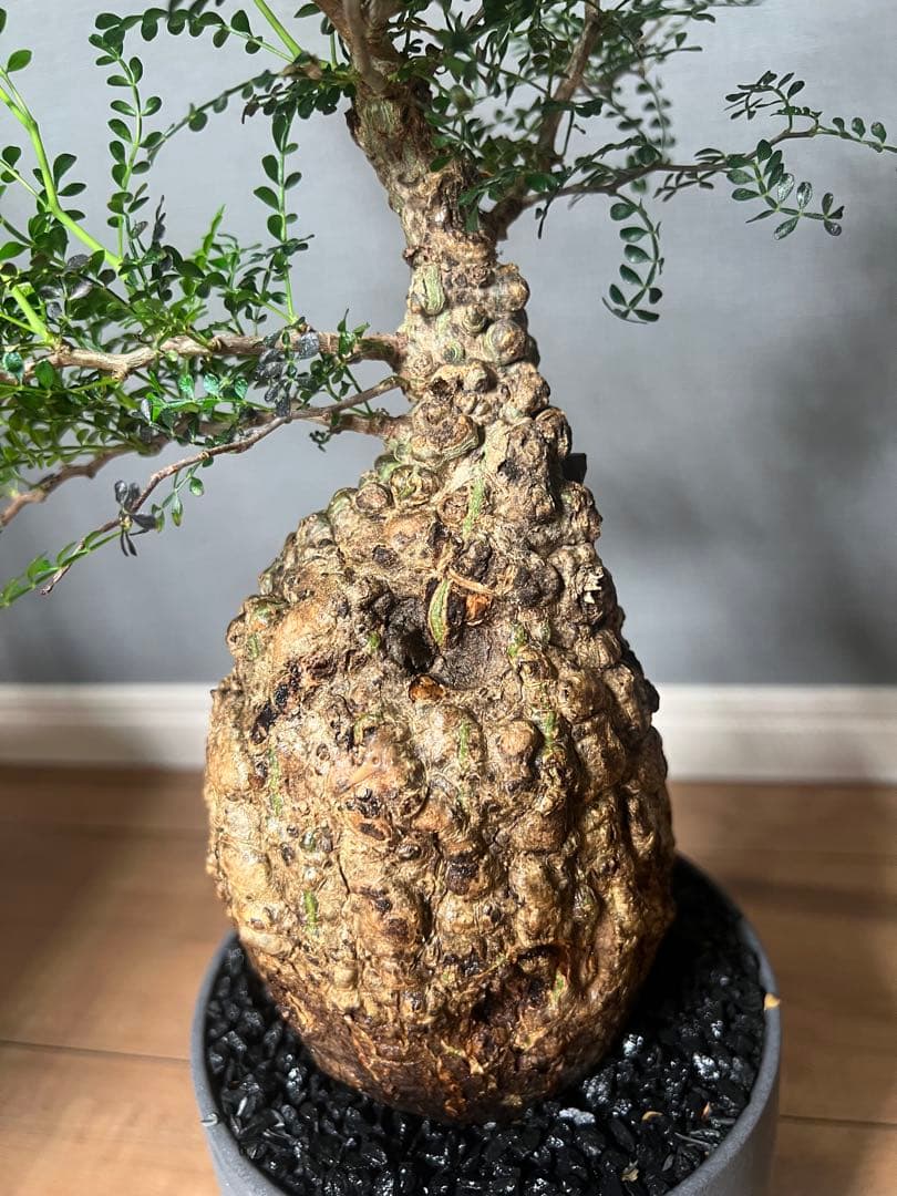 K*1様 オペルクリカリア　パキプス