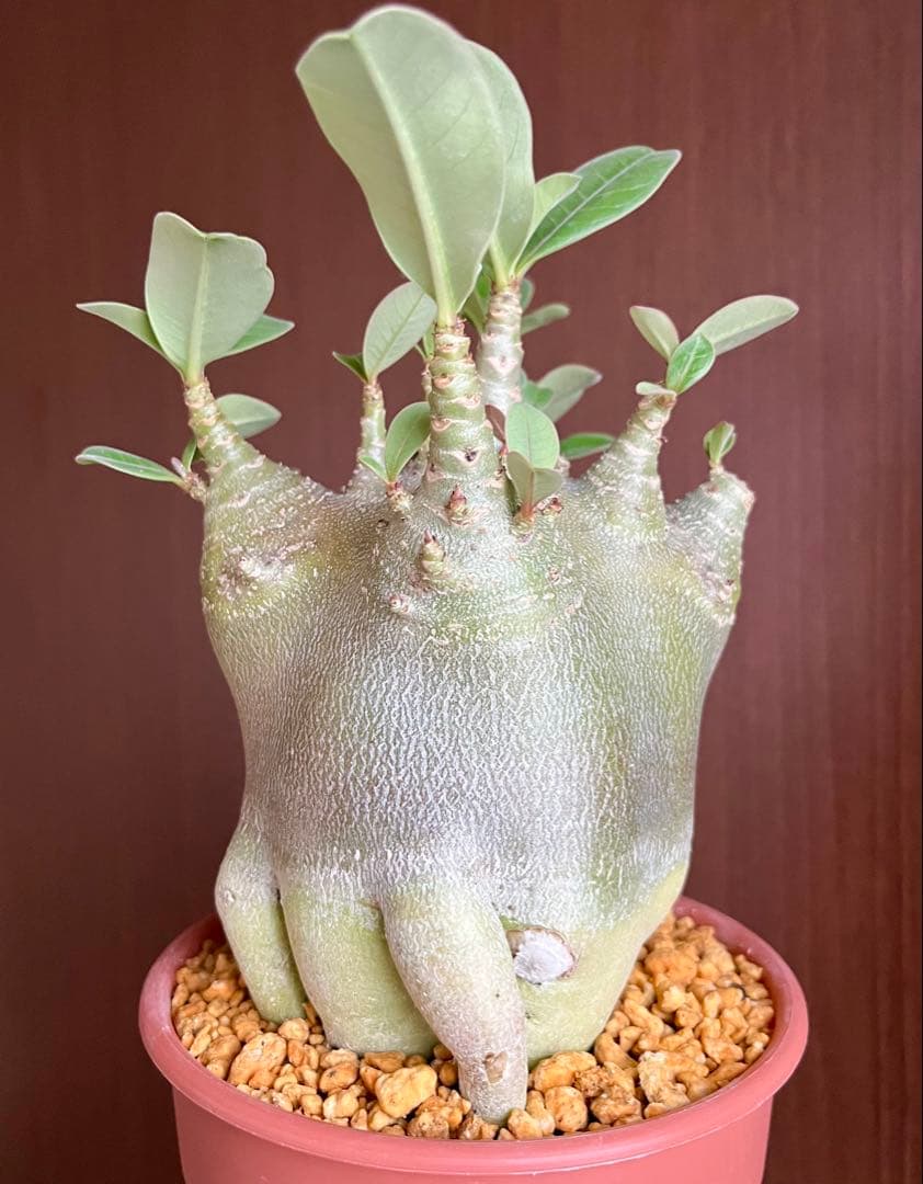 【激レア/ドワーフ/超極太/塊根】アデニウム アラビカムV2ハック鉢植えE-10