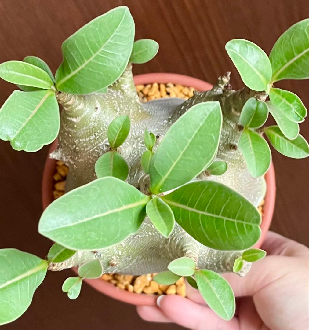 【激レア/ドワーフ/超極太/塊根】アデニウム アラビカムV2ハック鉢植えE-10