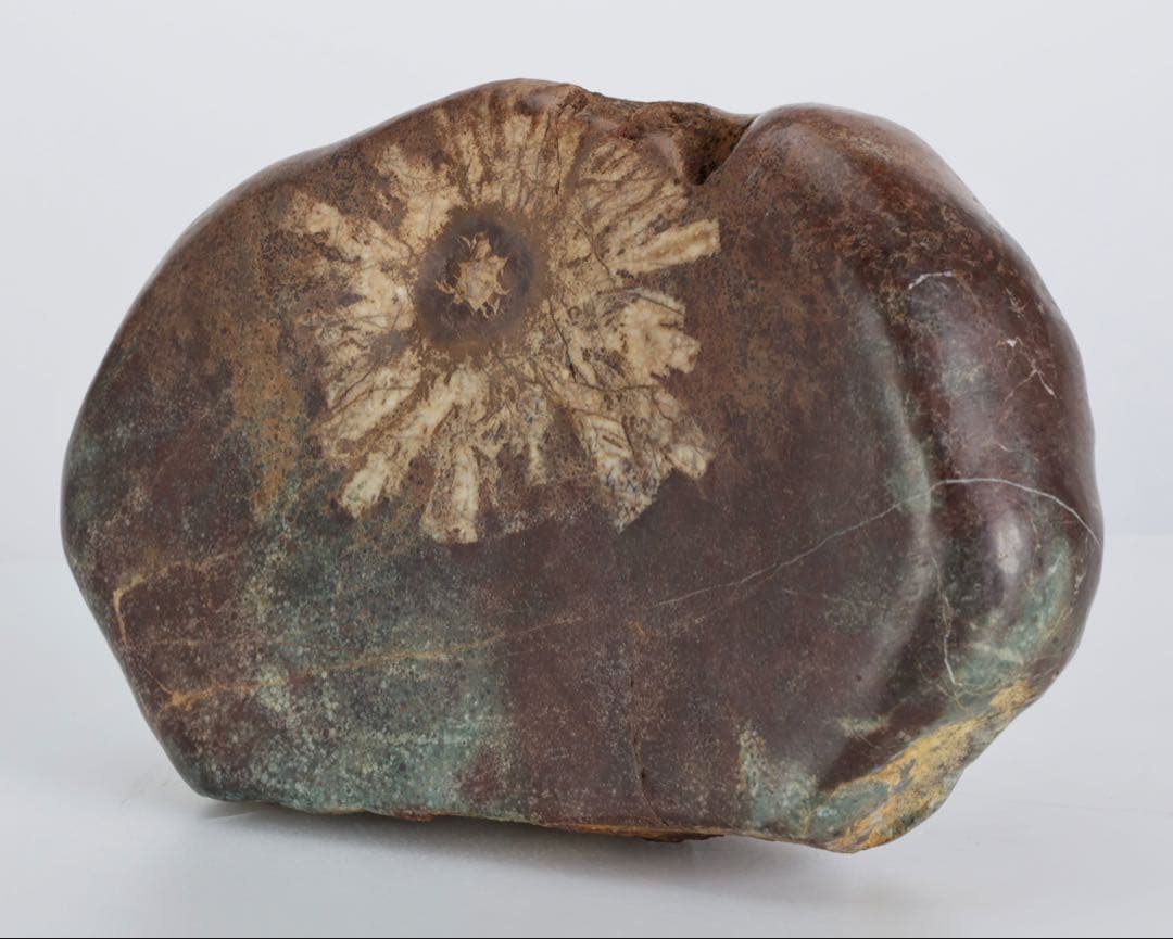 菊花石 菊紋石 一輪1.25kg 鑑賞石 原石 自然石 美石 水石 盆石 飾石