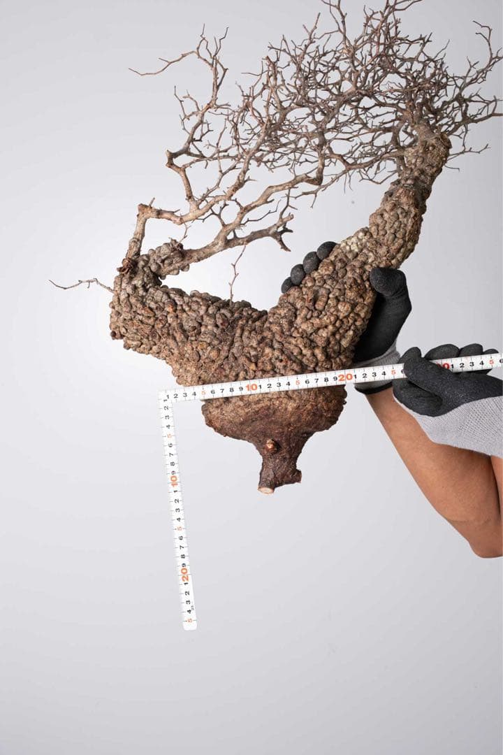 KP115 オペルクリカリア パキプス コーデックス ベアルート株