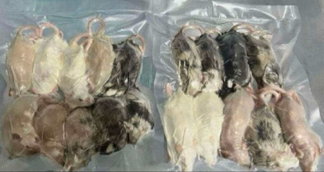 冷凍マウス 50匹 アダルト Lサイズ 1匹 約30～43ｇ