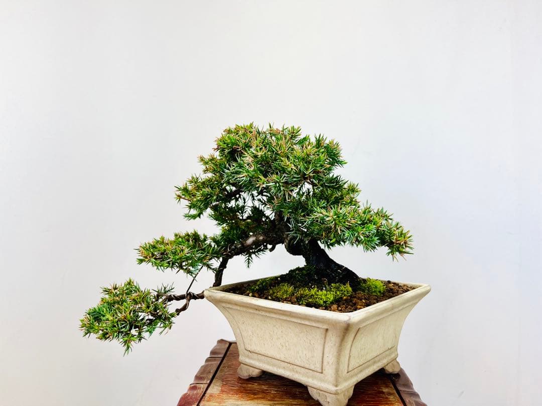 小品盆栽　ソナレ　そなれ