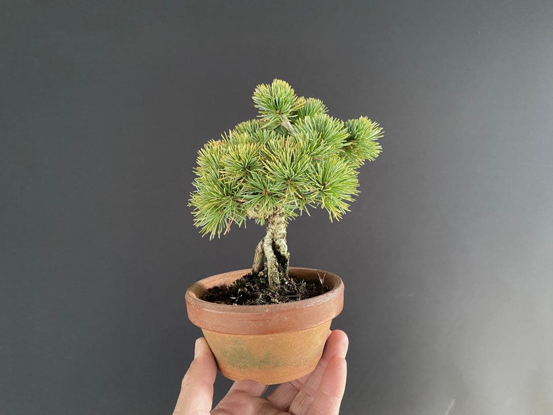 白木盆栽園　樹齢18年　実生　五葉松樹高15センチ　盆栽黒松赤松観葉植物ミニ盆栽