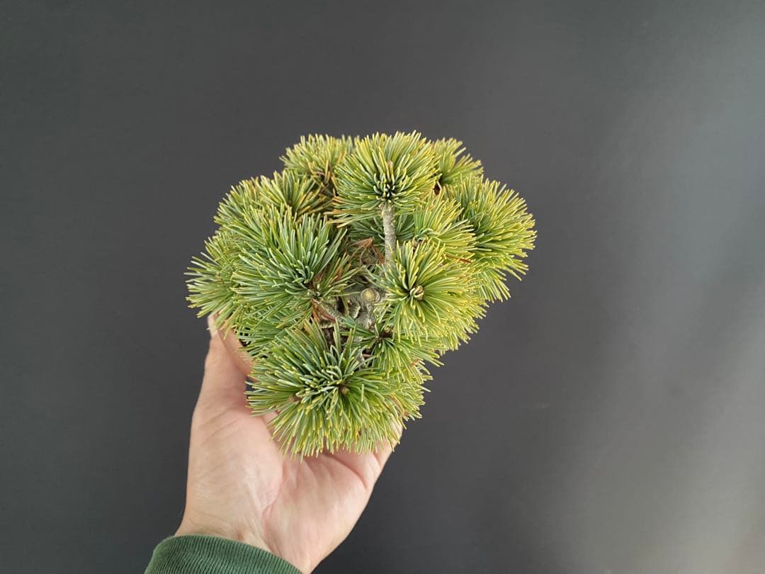 白木盆栽園　樹齢18年　実生　五葉松樹高15センチ　盆栽黒松赤松観葉植物ミニ盆栽