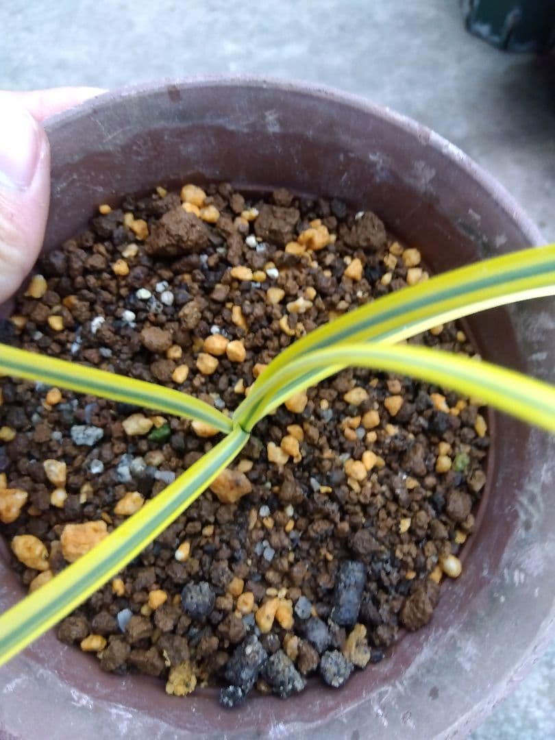 ヒガンバナ　彼岸花　黄覆輪斑　５号鉢つき　超斑入り❗　①