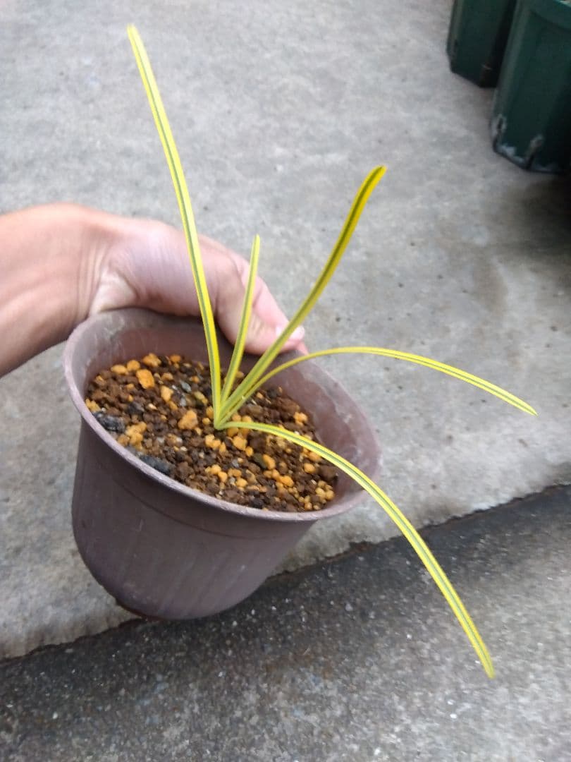 ヒガンバナ　彼岸花　黄覆輪斑　５号鉢つき　超斑入り❗　①