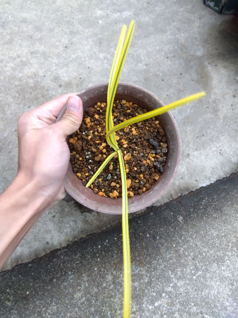 ヒガンバナ　彼岸花　黄覆輪斑　５号鉢つき　超斑入り❗　①