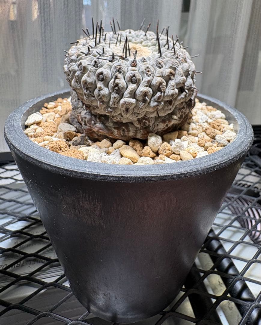 コピアポア孤竜丸　稜数多　期間限定継続