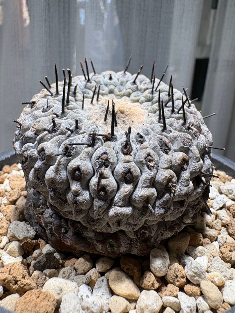 コピアポア孤竜丸　稜数多　期間限定継続