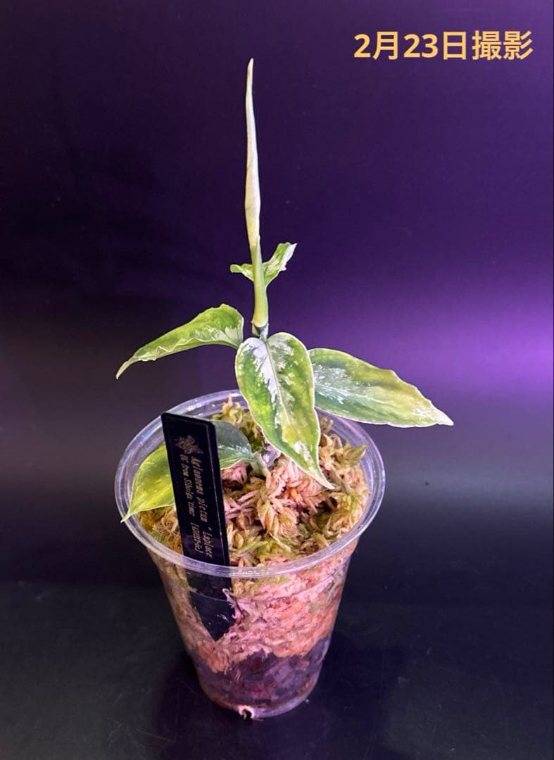 アグラオネマ　ラプラス Aglaonema pictum Laplace