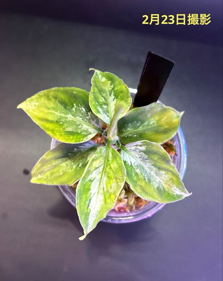 アグラオネマ　ラプラス Aglaonema pictum Laplace