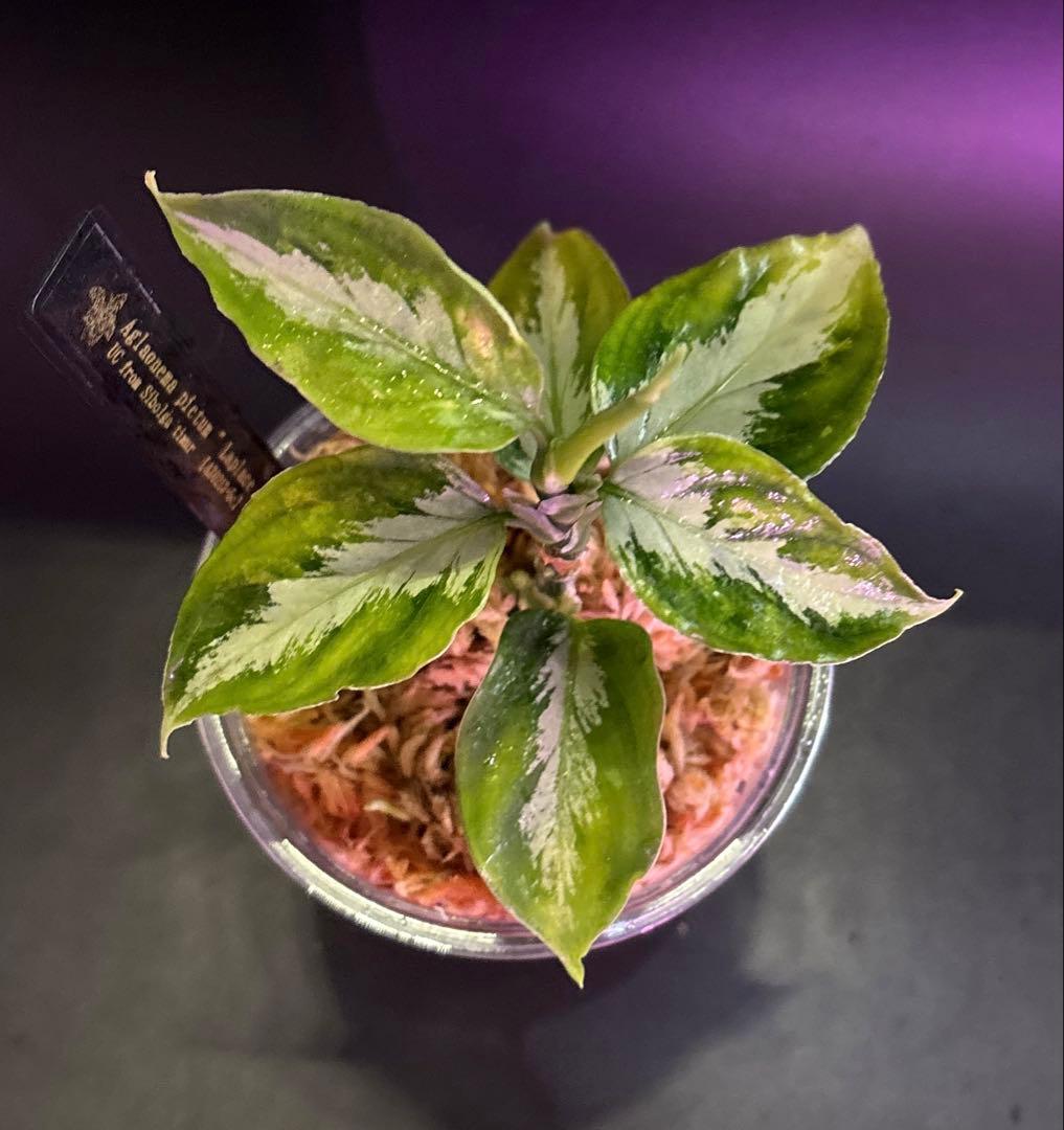 アグラオネマ　ラプラス Aglaonema pictum Laplace