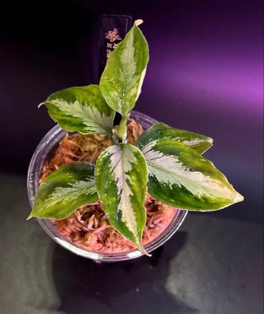アグラオネマ　ラプラス Aglaonema pictum Laplace
