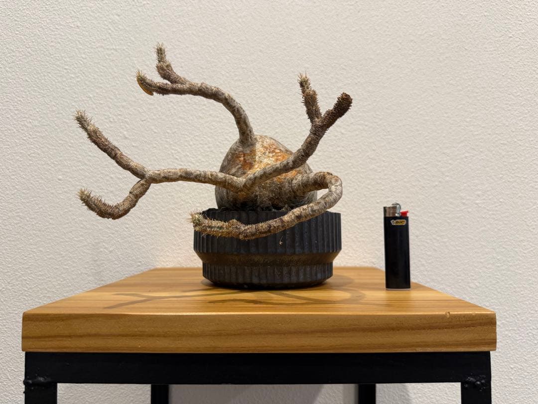 パキポディウム・グラキリス　VALIEM DEEP VOID バリエム