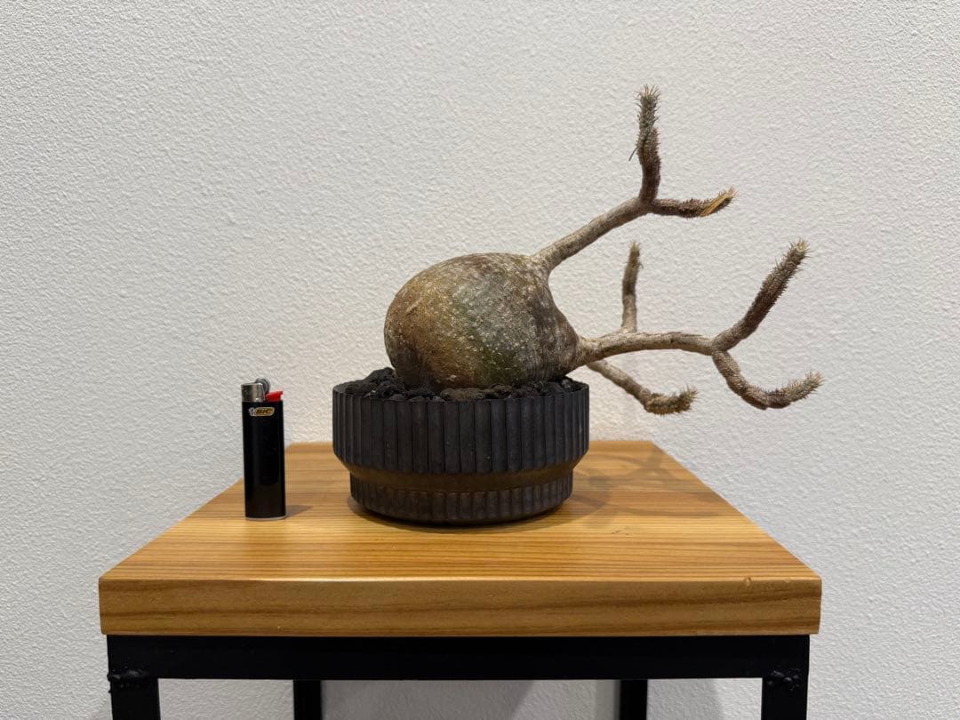 パキポディウム・グラキリス　VALIEM DEEP VOID バリエム