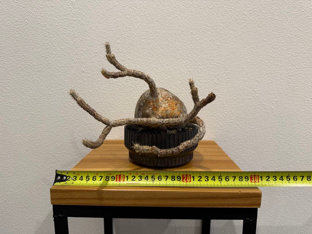 パキポディウム・グラキリス　VALIEM DEEP VOID バリエム