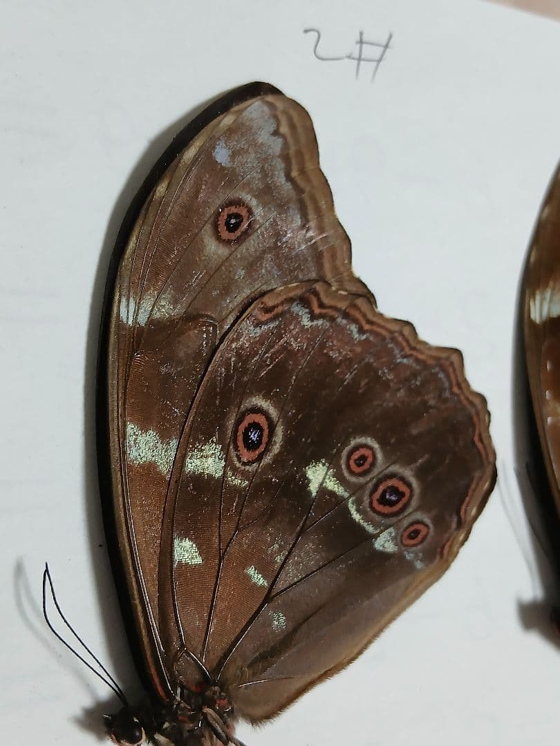 ペルー産・オオモルフォ（実物写真）A-