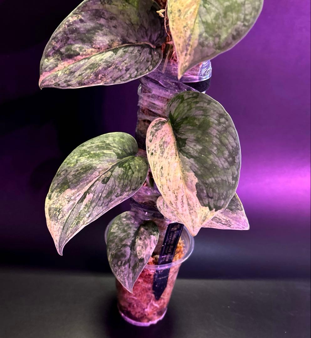 スキンダプサス　ブラック　ドラゴン　斑入り 大株　1