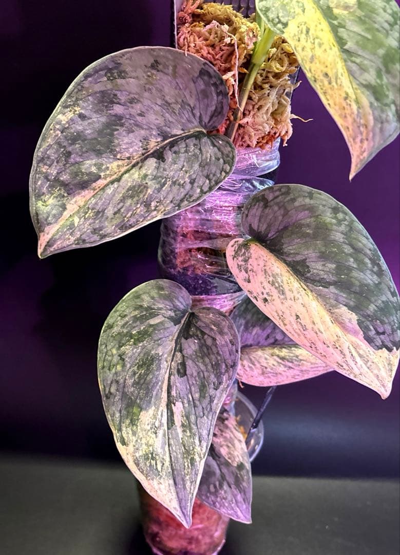 スキンダプサス　ブラック　ドラゴン　斑入り 大株　1