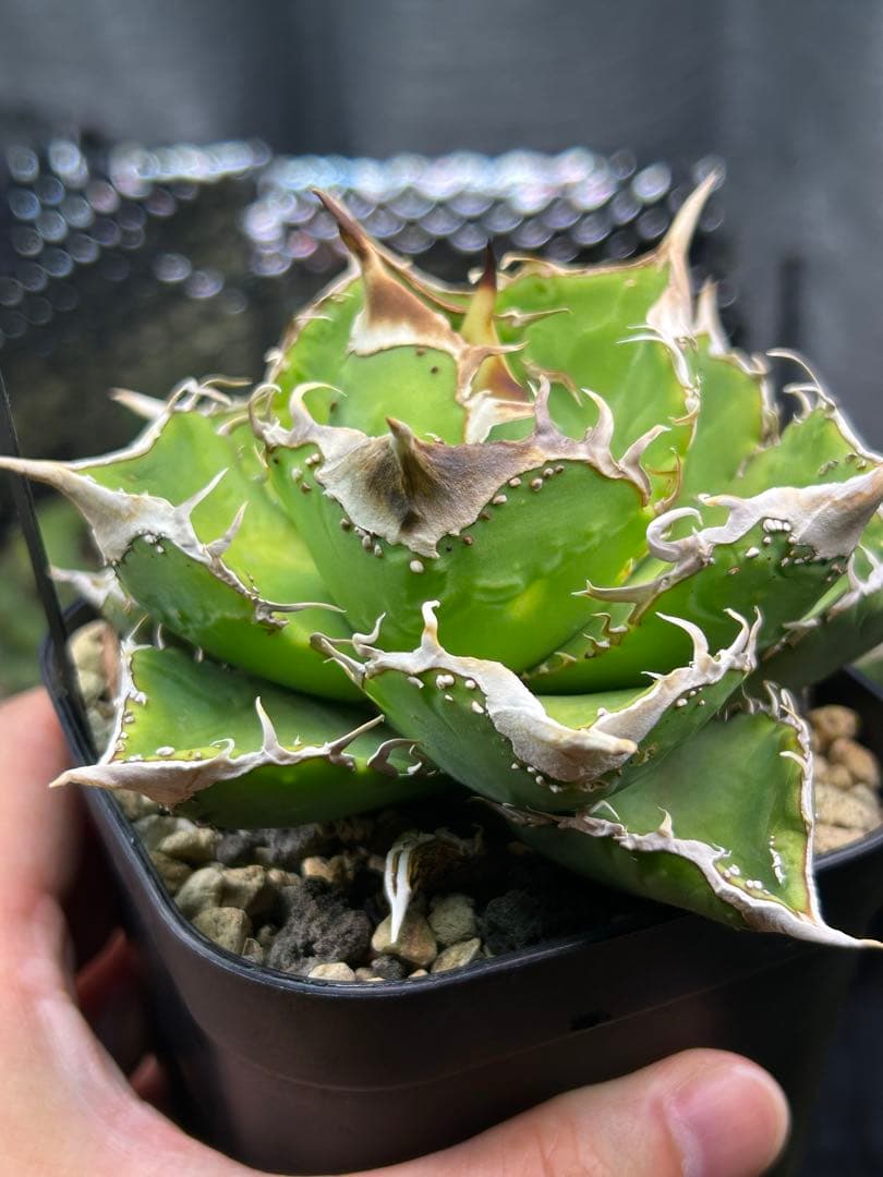 n plants studs 4th アガベ　チタノタ　オテロイ　ブツブツ