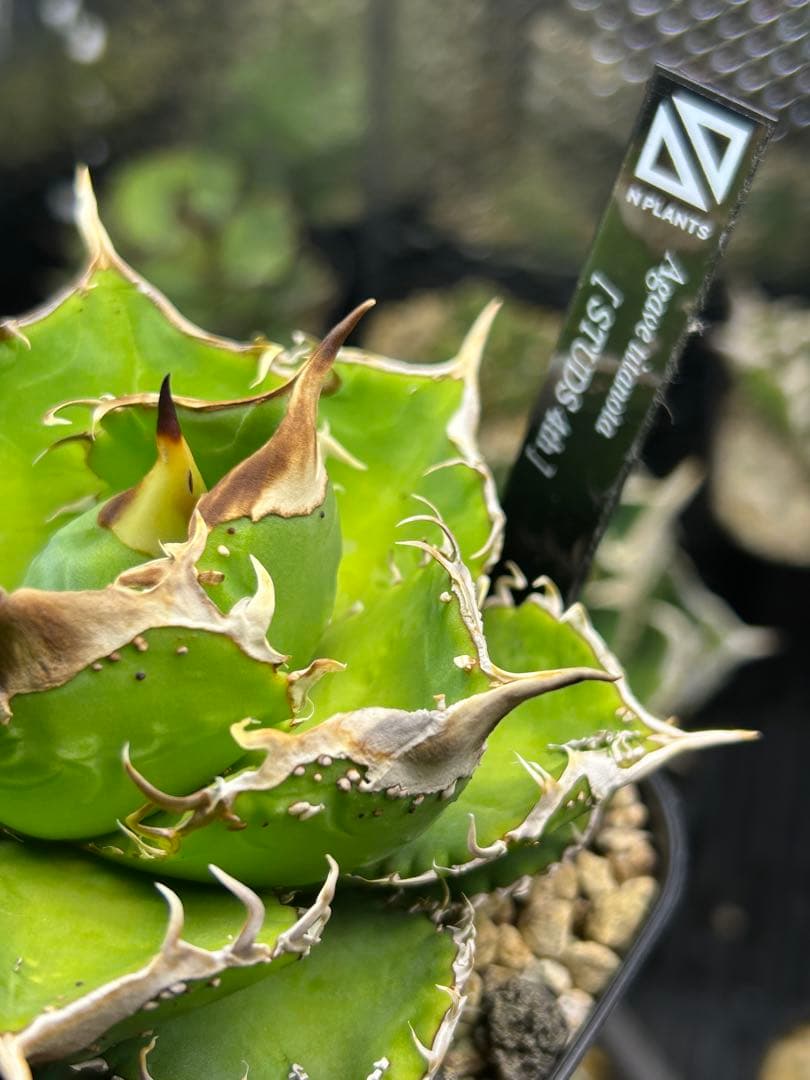 n plants studs 4th アガベ　チタノタ　オテロイ　ブツブツ