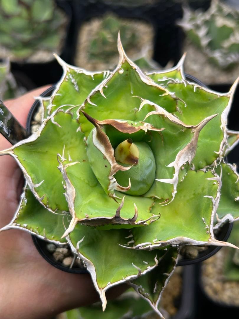 n plants studs 4th アガベ　チタノタ　オテロイ　ブツブツ